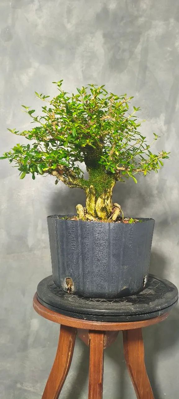 Pré bonsai Serissa