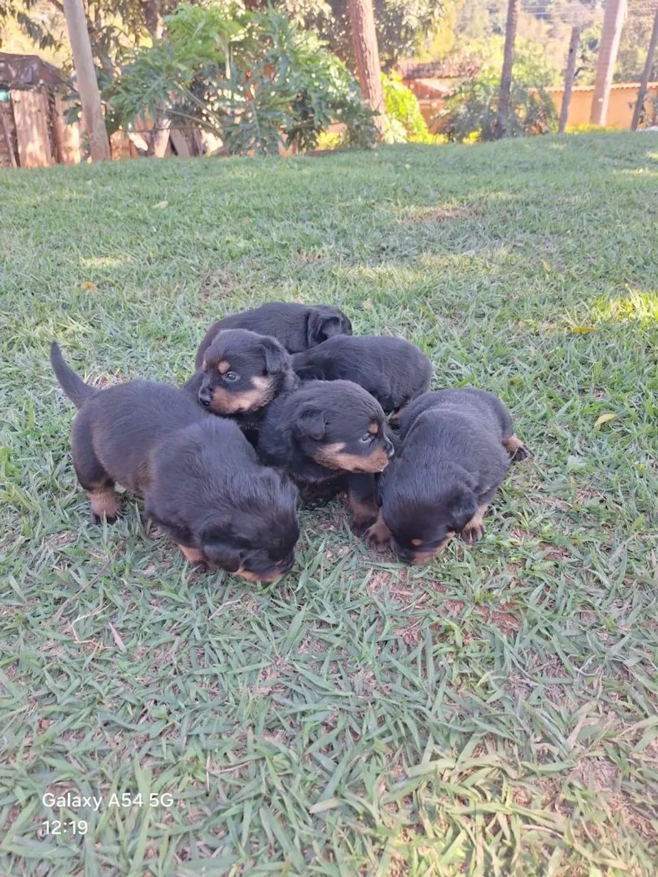 Venda - Foto 4