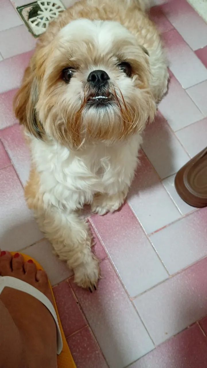 Shitzu  - Foto 2