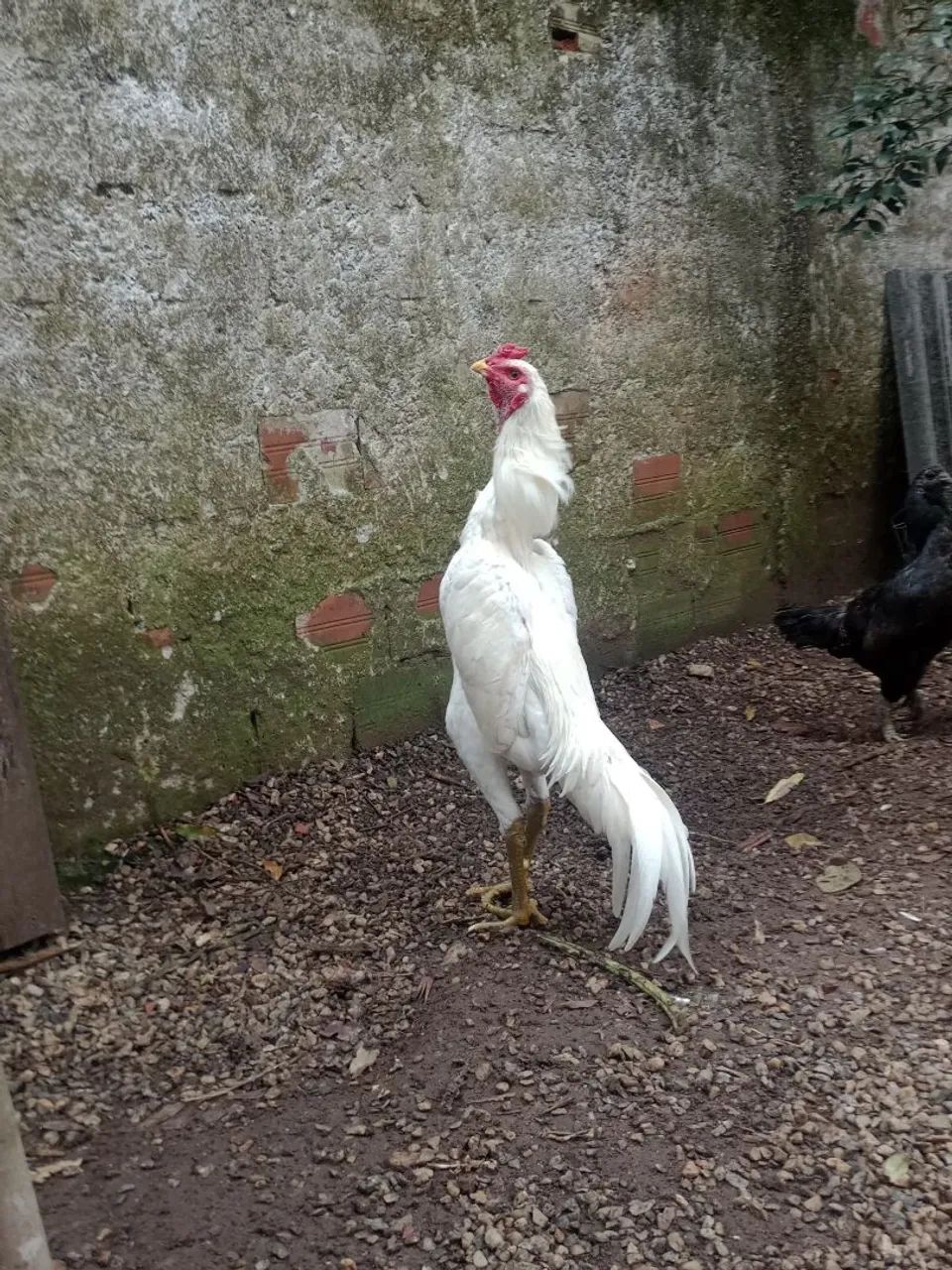 Animais  - Foto 5