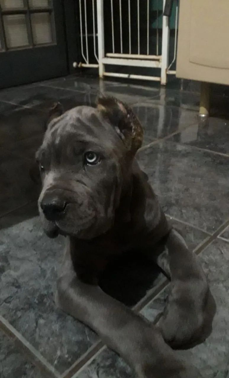 Filhotes de cane corso  - Foto 3