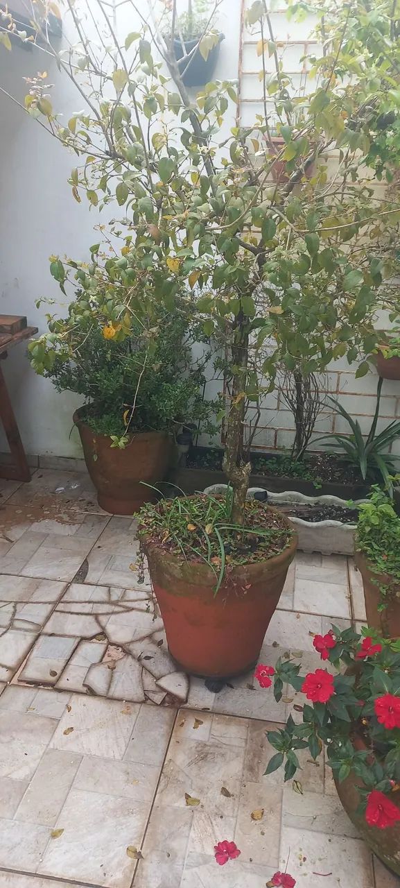 Vaso de barro grande com pitangueira 