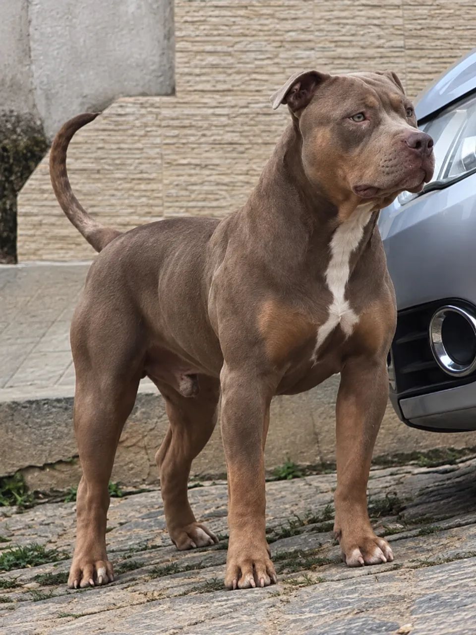 Filhote macho Pit Monster  - Foto 2