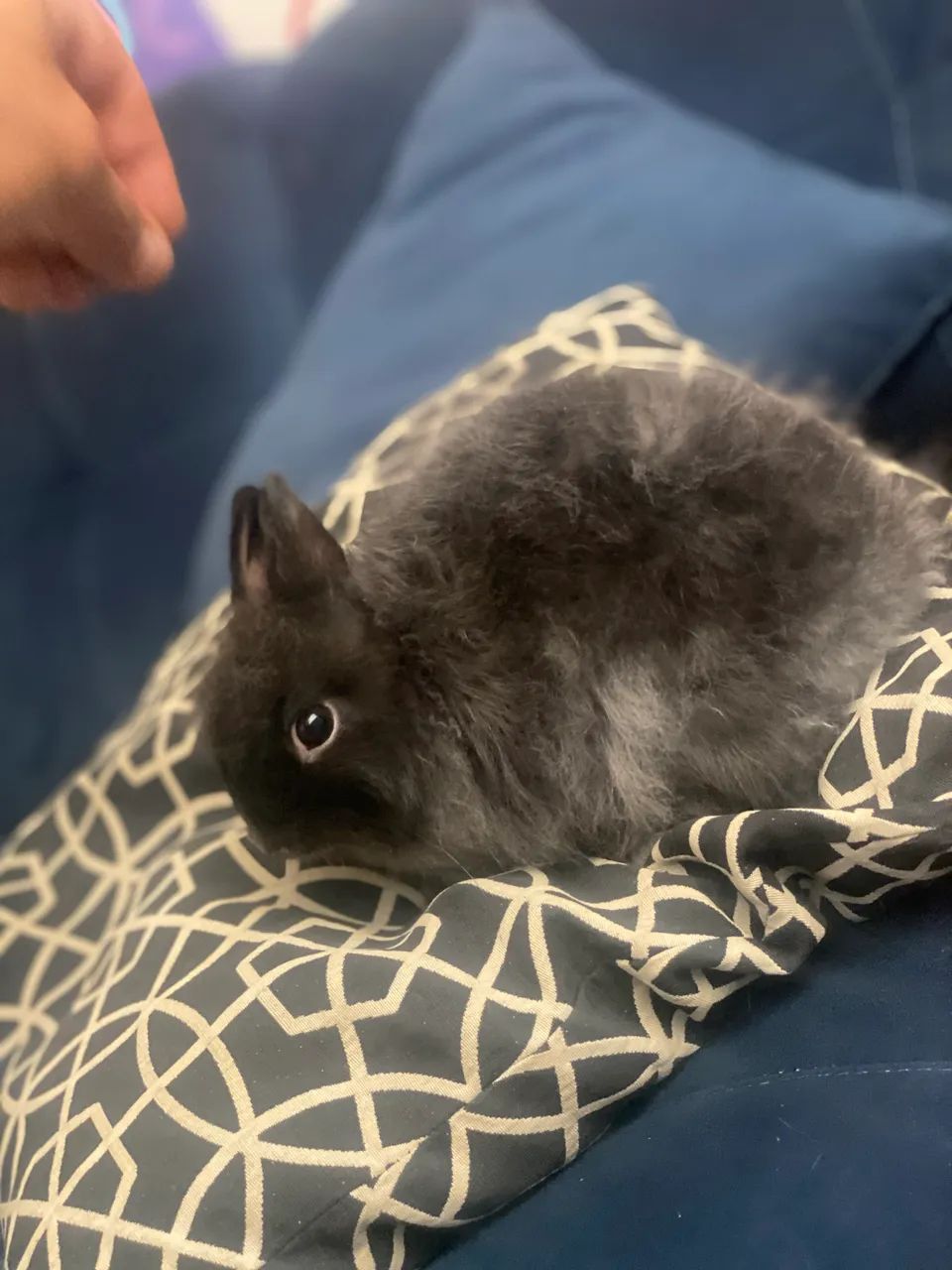 Netherland siamês sable 