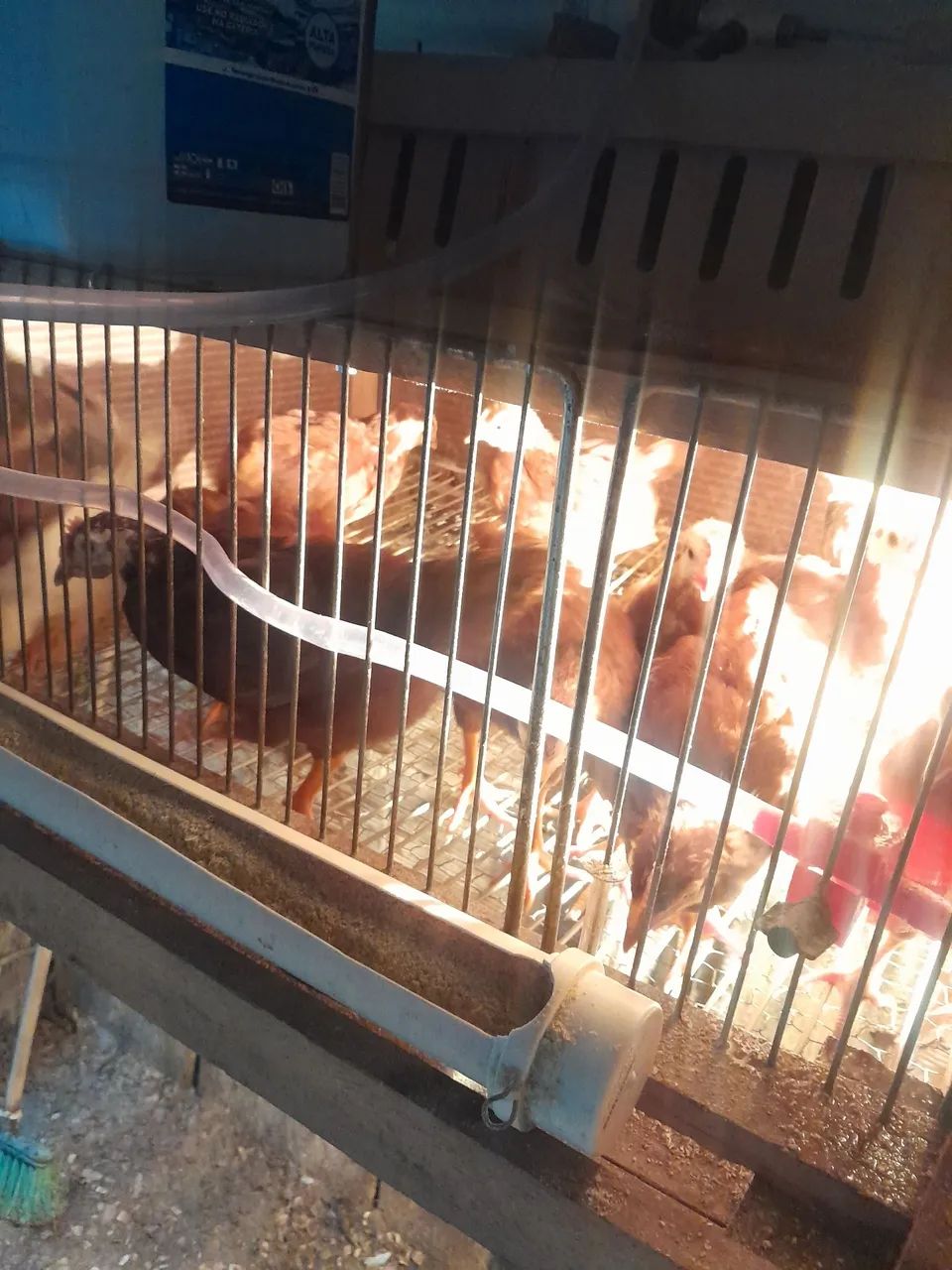 FRANGO (MARCO) RHODE PURO E EMBRAPA  - Foto 3