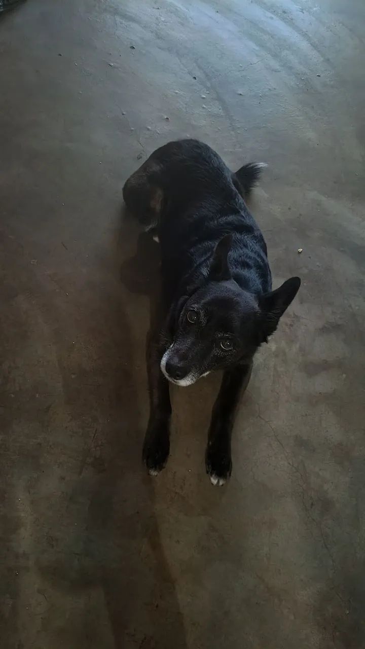 Douo cachorra castrada e vacinada 