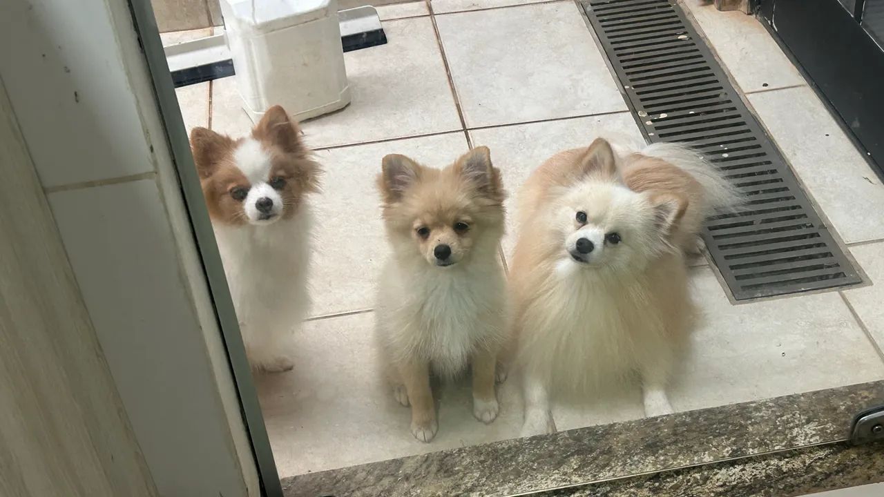 Vende-se Cachorra Fêmea - Lulu da Pomerânia (Spitz Alemão) - Foto 2