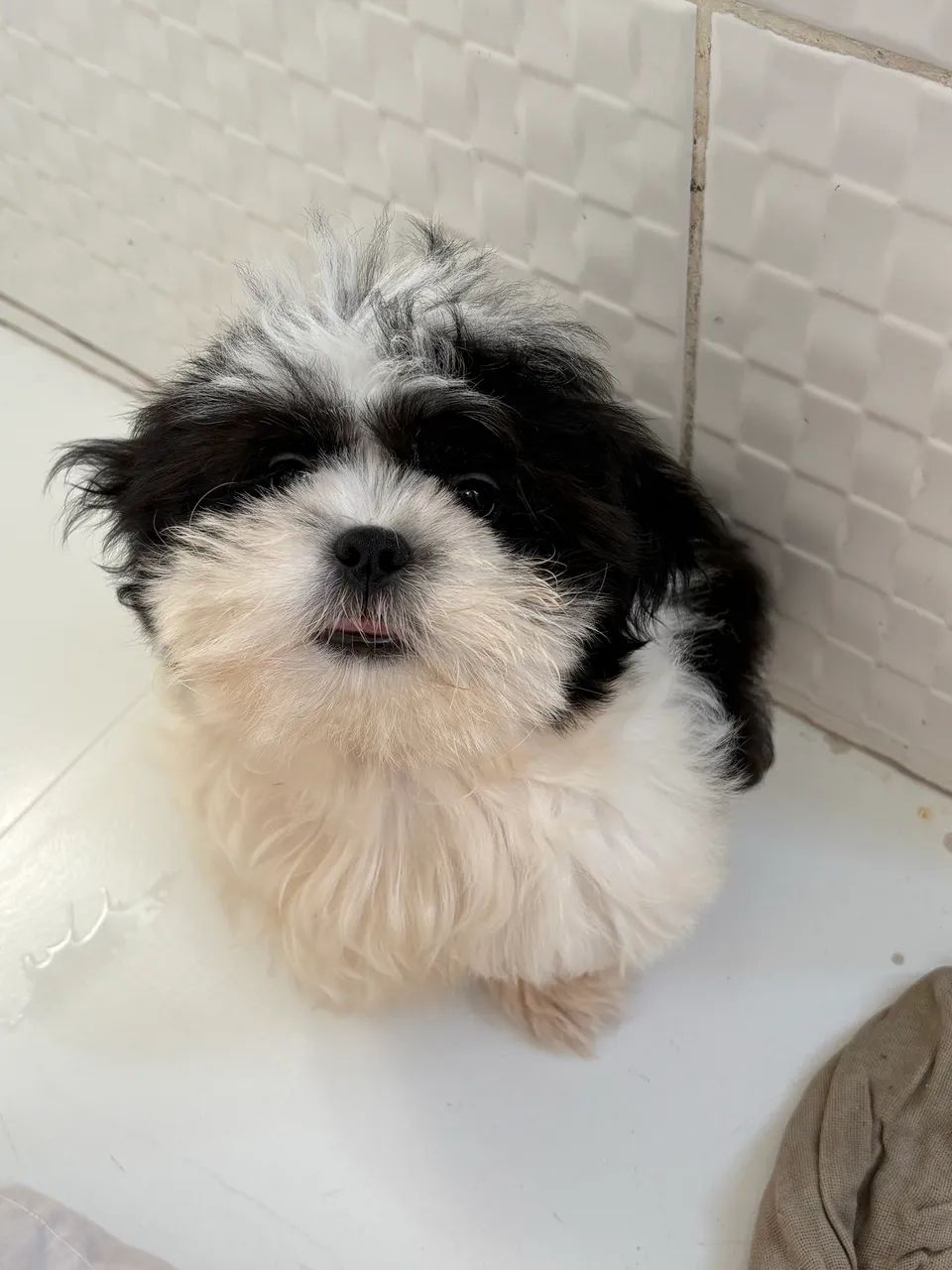 Shihtzu - Foto 2