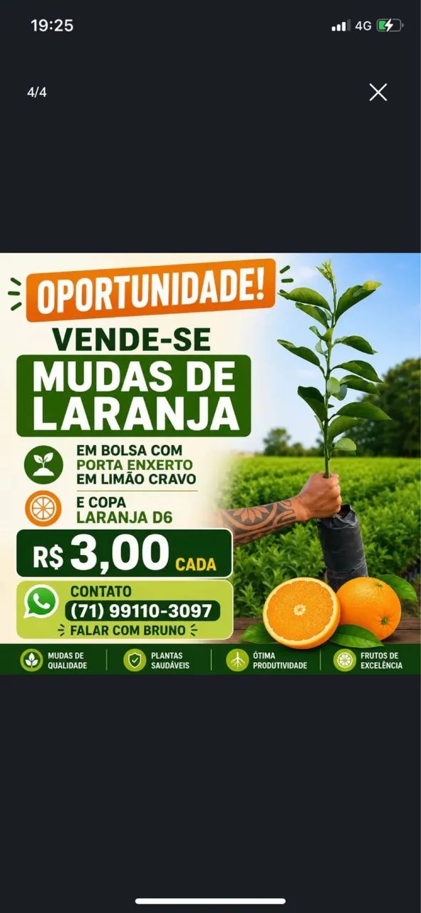 Mudas de Laranja 