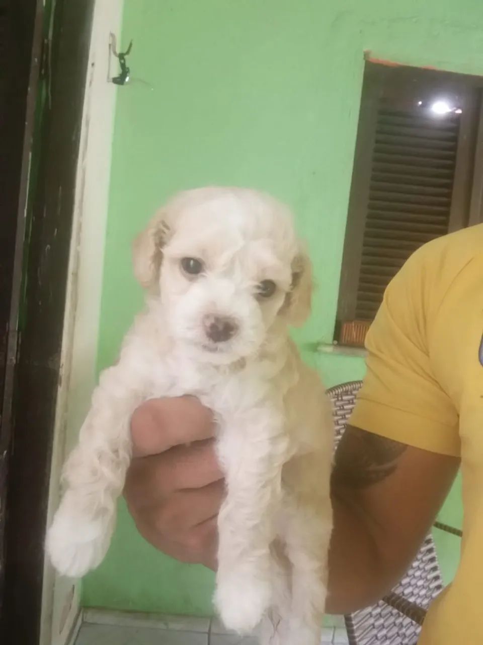 Poodle  - Foto 4