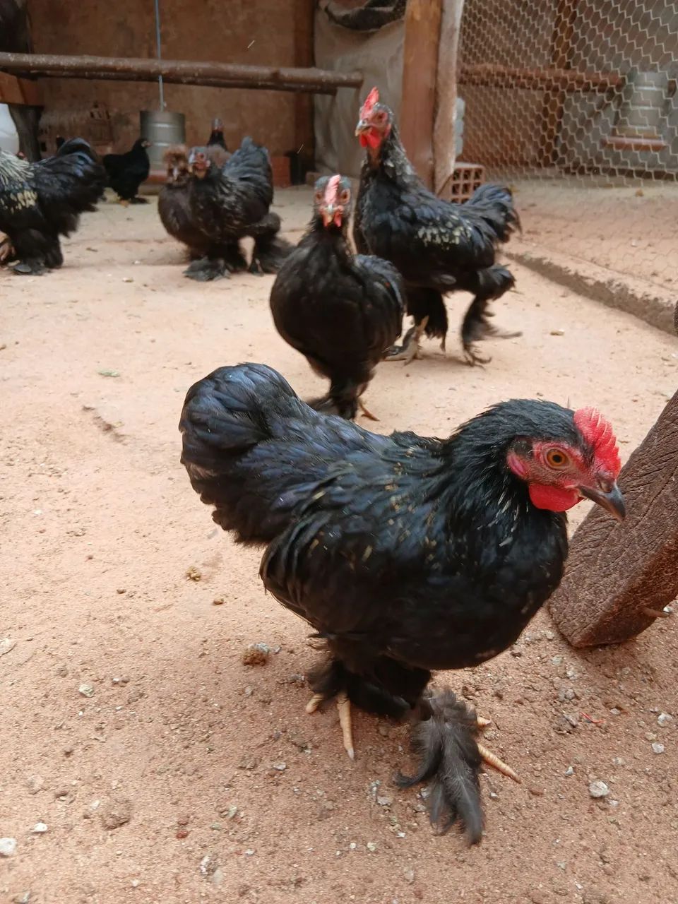 MINI COCHIM  - Foto 4