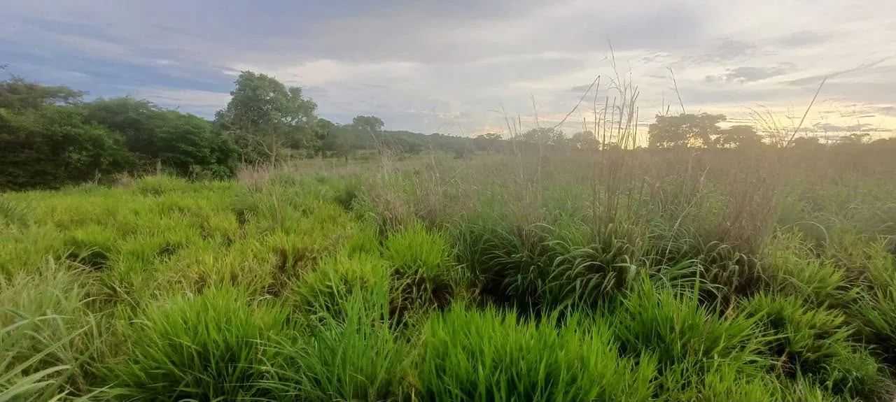 arrendamento de pasto  - Foto 4