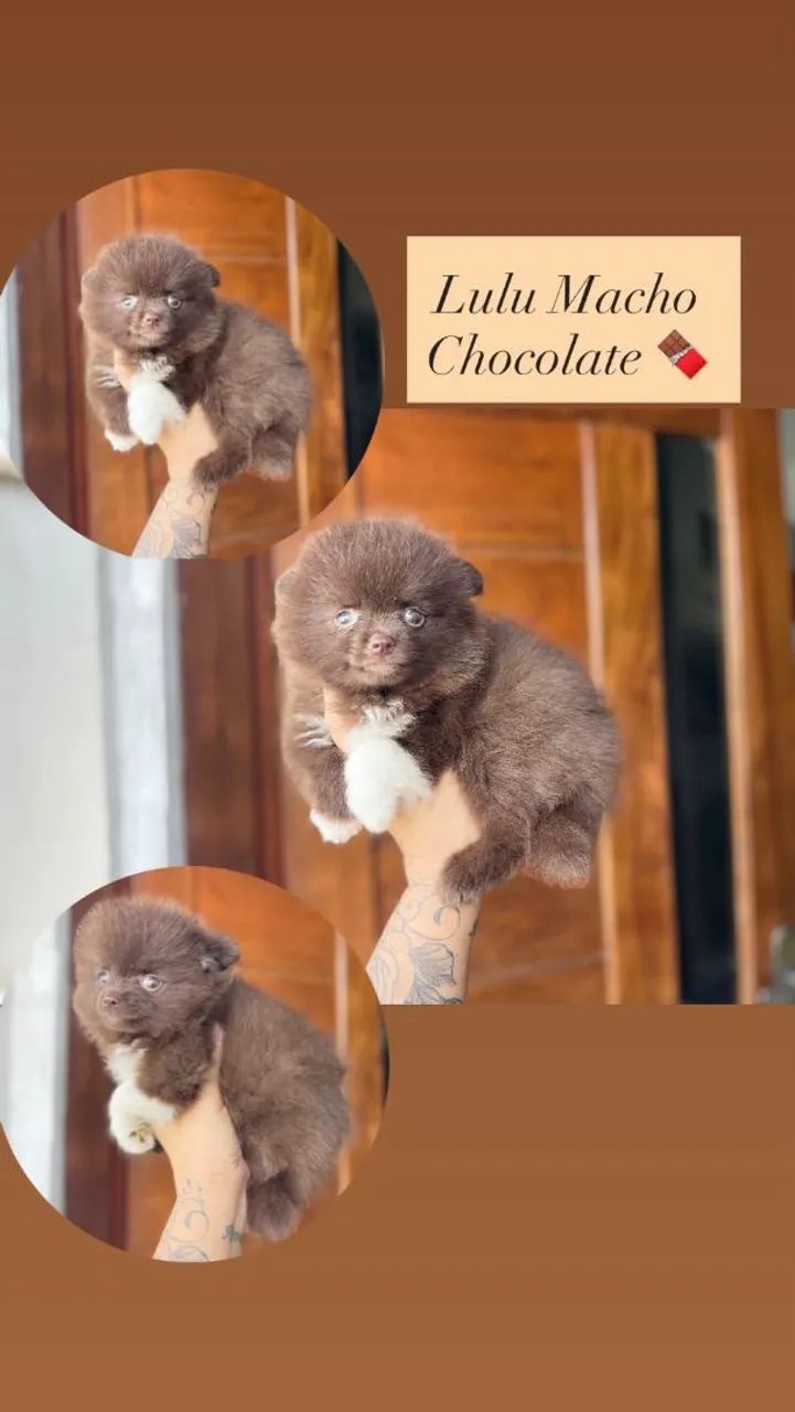 Lulu macho com Pedigree  - Foto 2