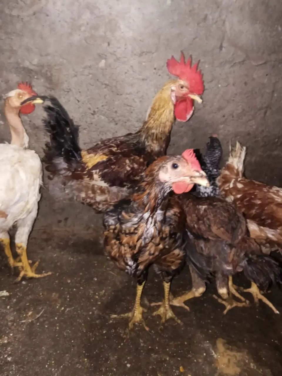 Frango e franga - Foto 5