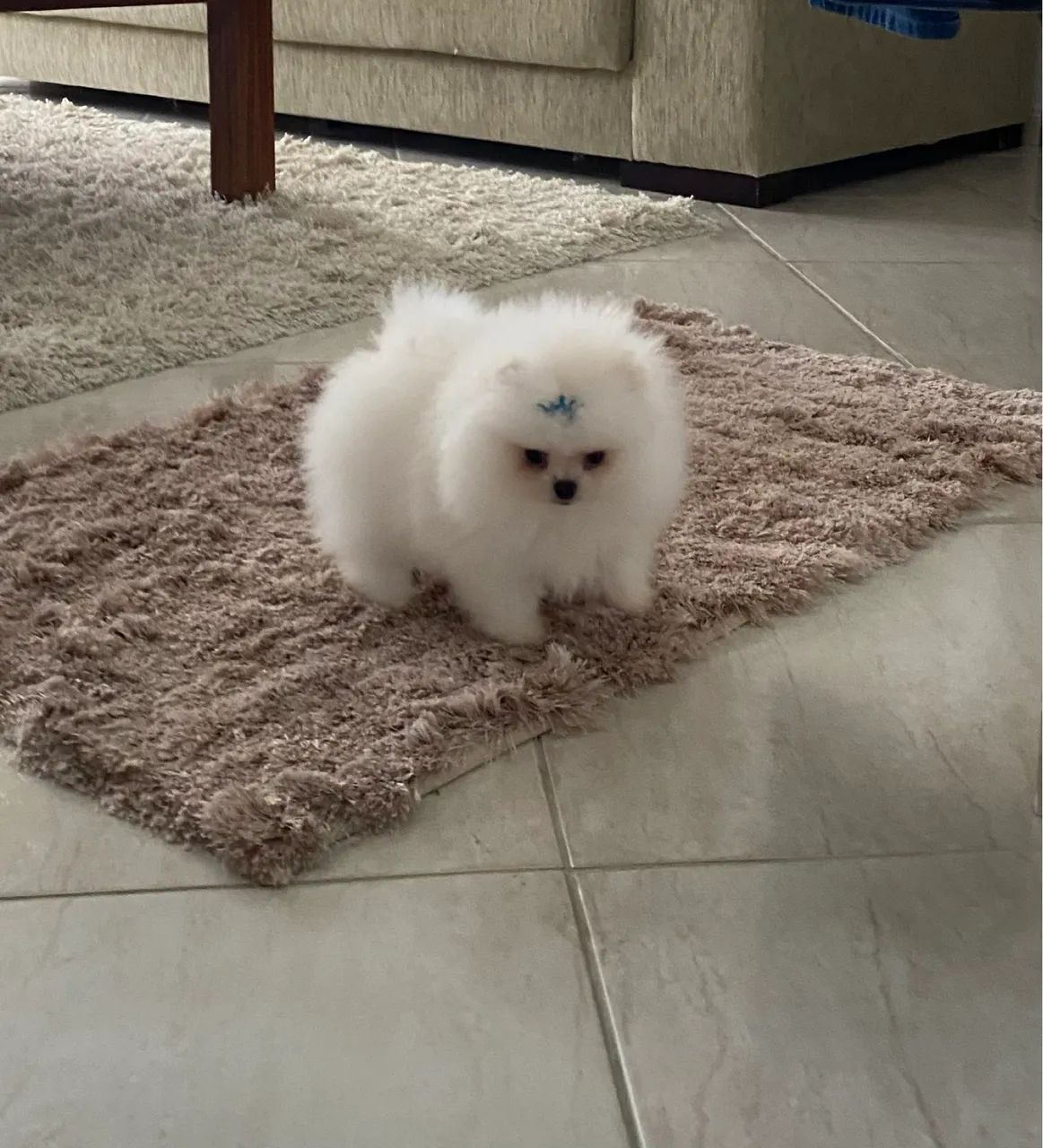 Spitz alemão anão ursinho