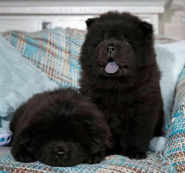 chow chow Criados com atenção