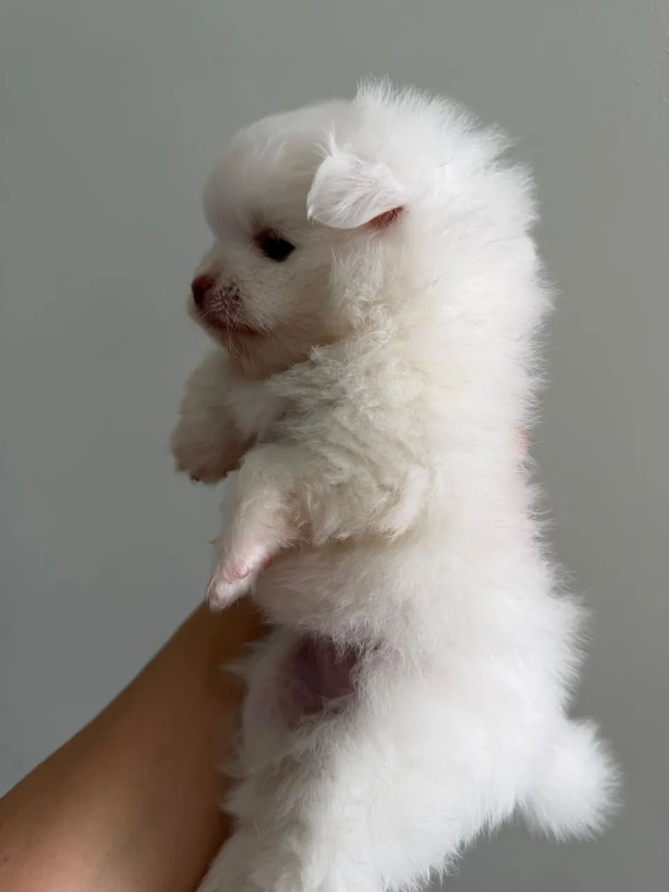 Spitz - lulu da pomerania  - Foto 4
