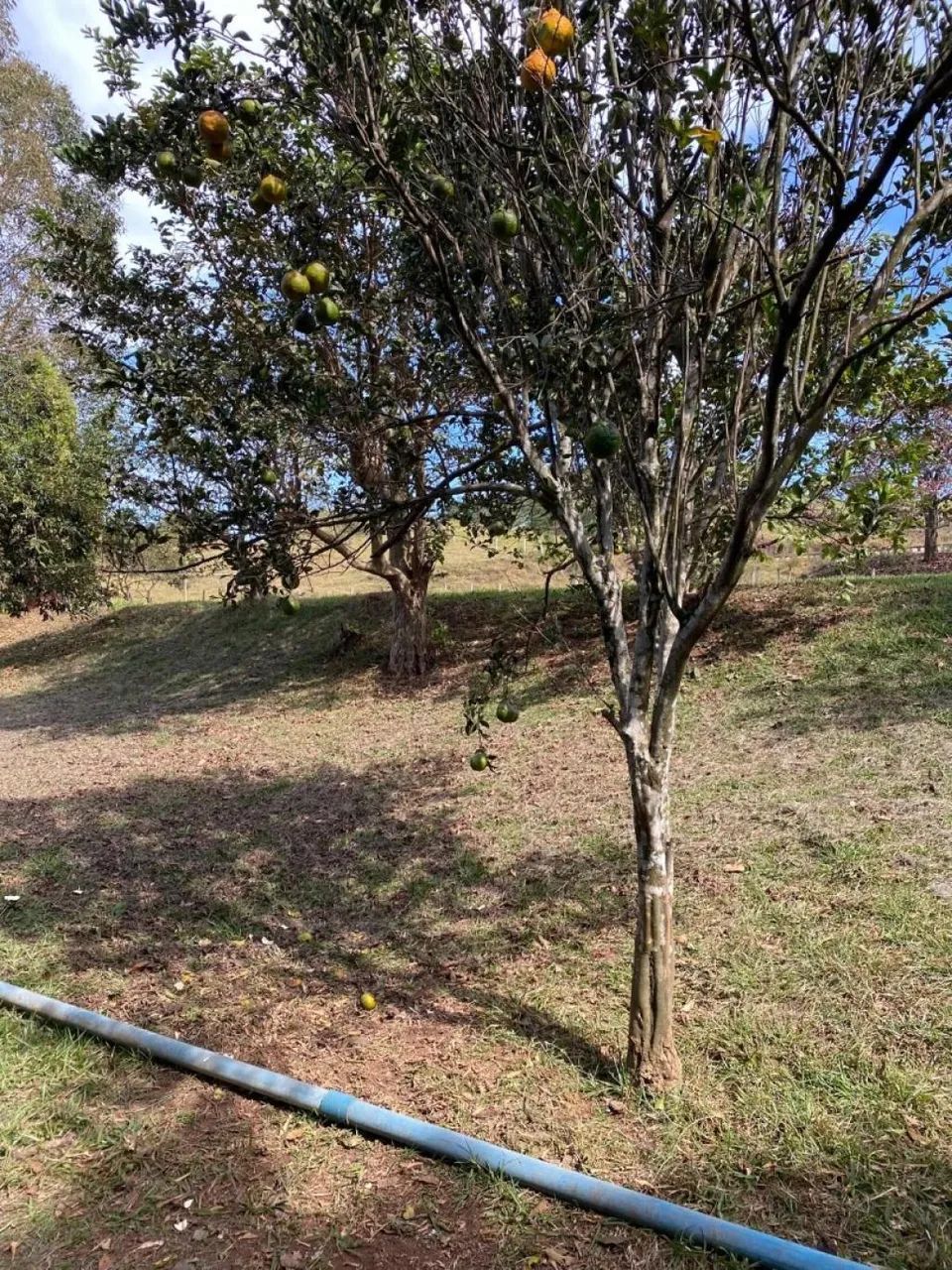 Área - Nova Veneza-GO - Foto 2