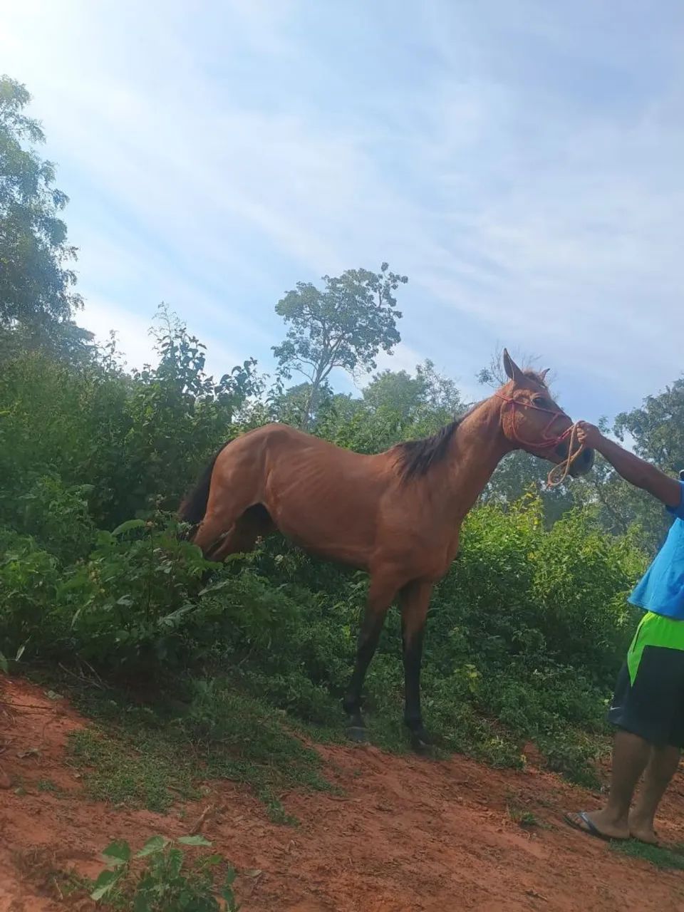 Vende-se cavalo manga larga manço de bebe domado de cela barato - Foto 2