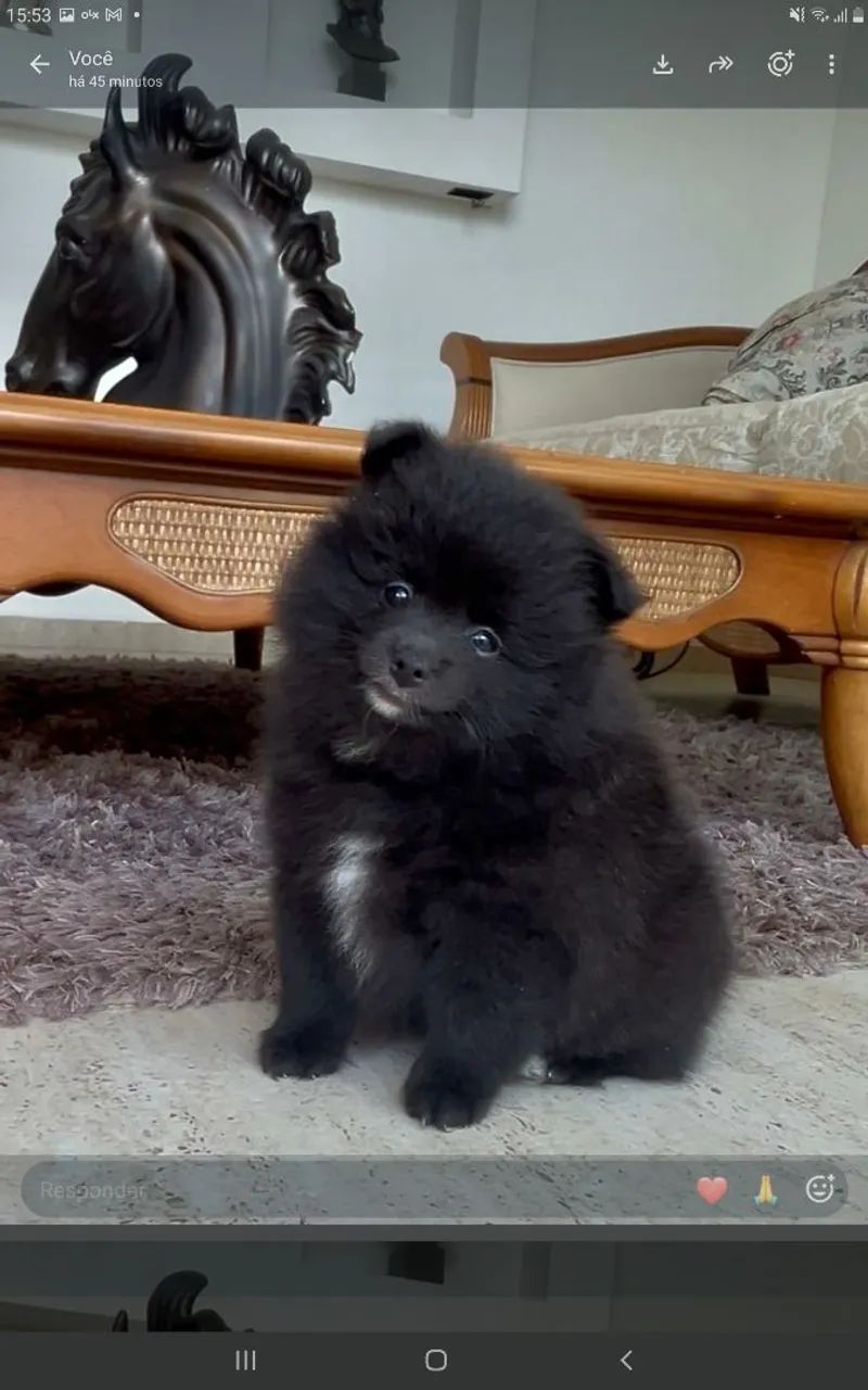 Lulu  - Foto 2