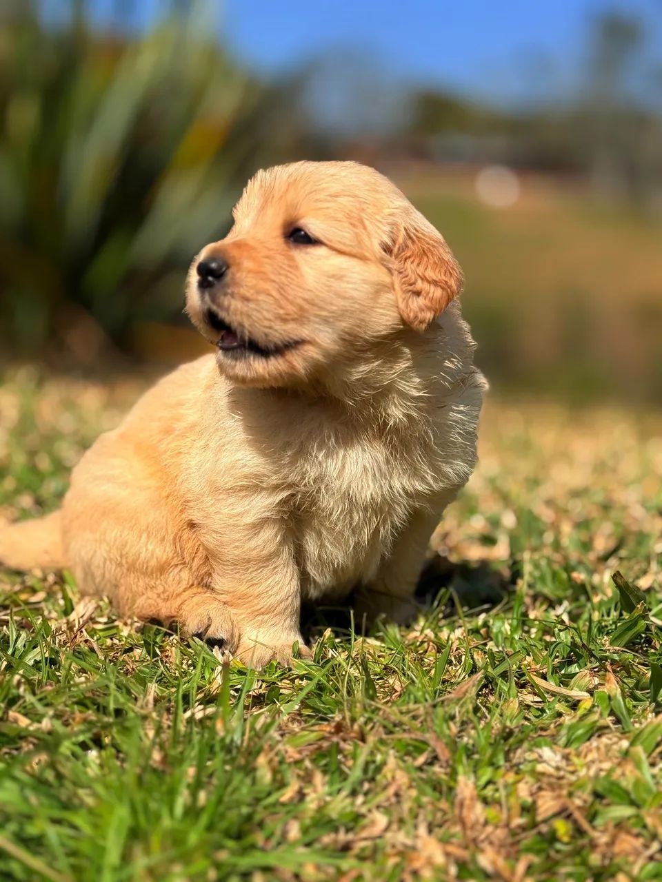 Golden Retriever (Loja física)  - Foto 3