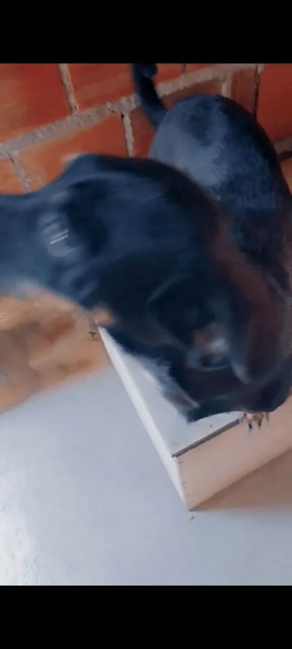 Adoção cachorrinho 