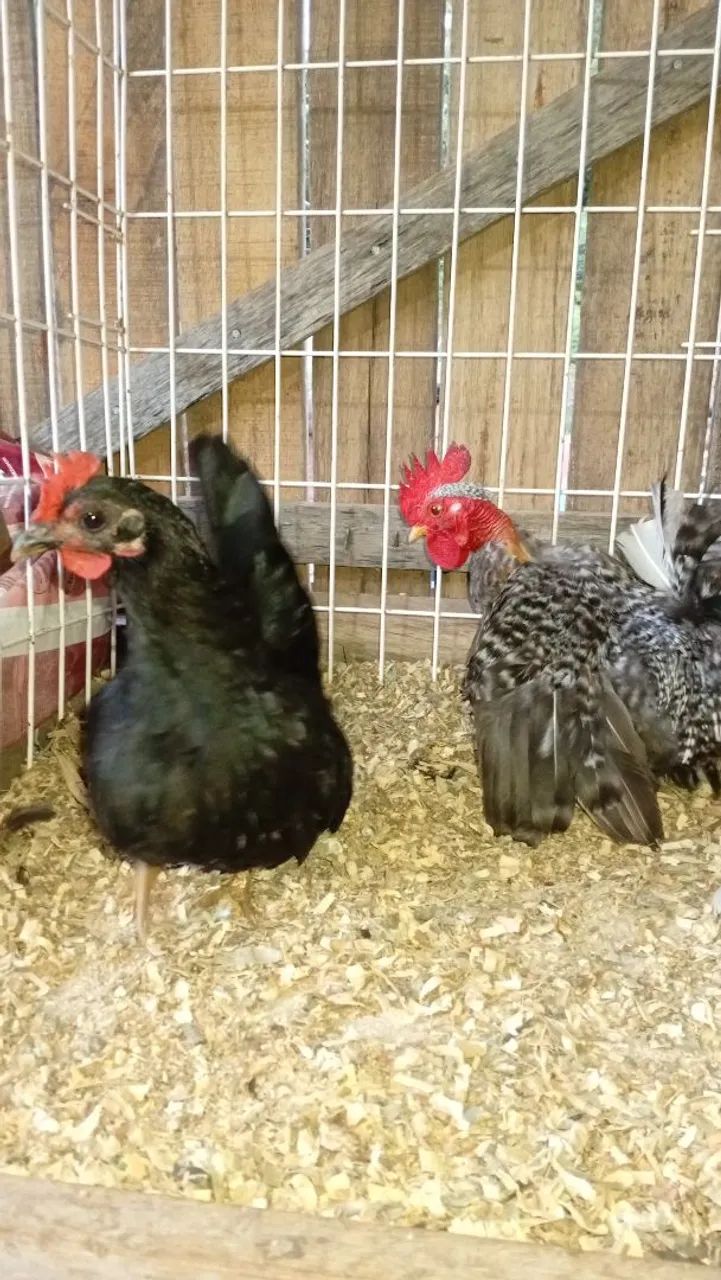 Lindo casal - Foto 4