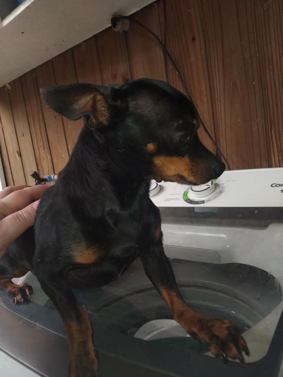 Pinscher macho adulto - Foto 3