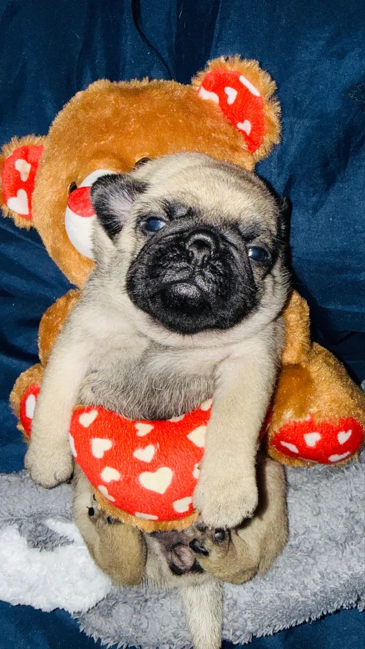 Filhote Pug  - Foto 3