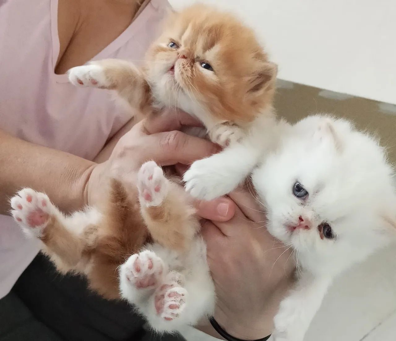 Lindos Gatinhos Persas machos e fêmeas vacinados 
