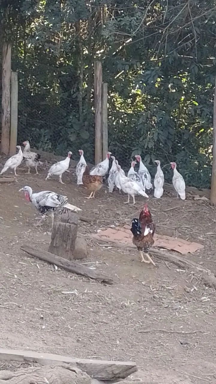 PERU ADULTO E FRANGO - Foto 2