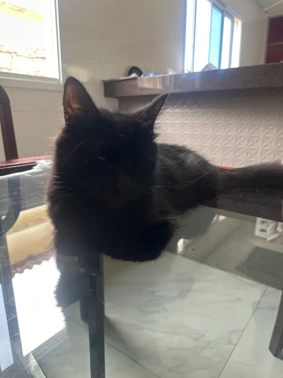 Gatinha para doação 