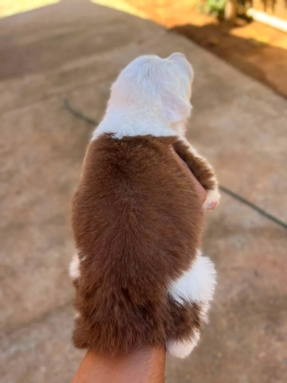 Border collie Macho - Foto 4