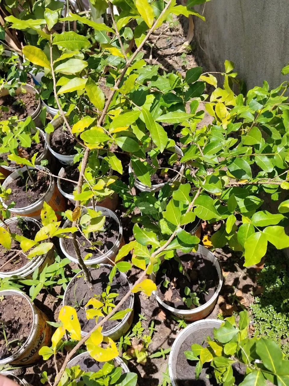 Mudas frutíferas  - Foto 2