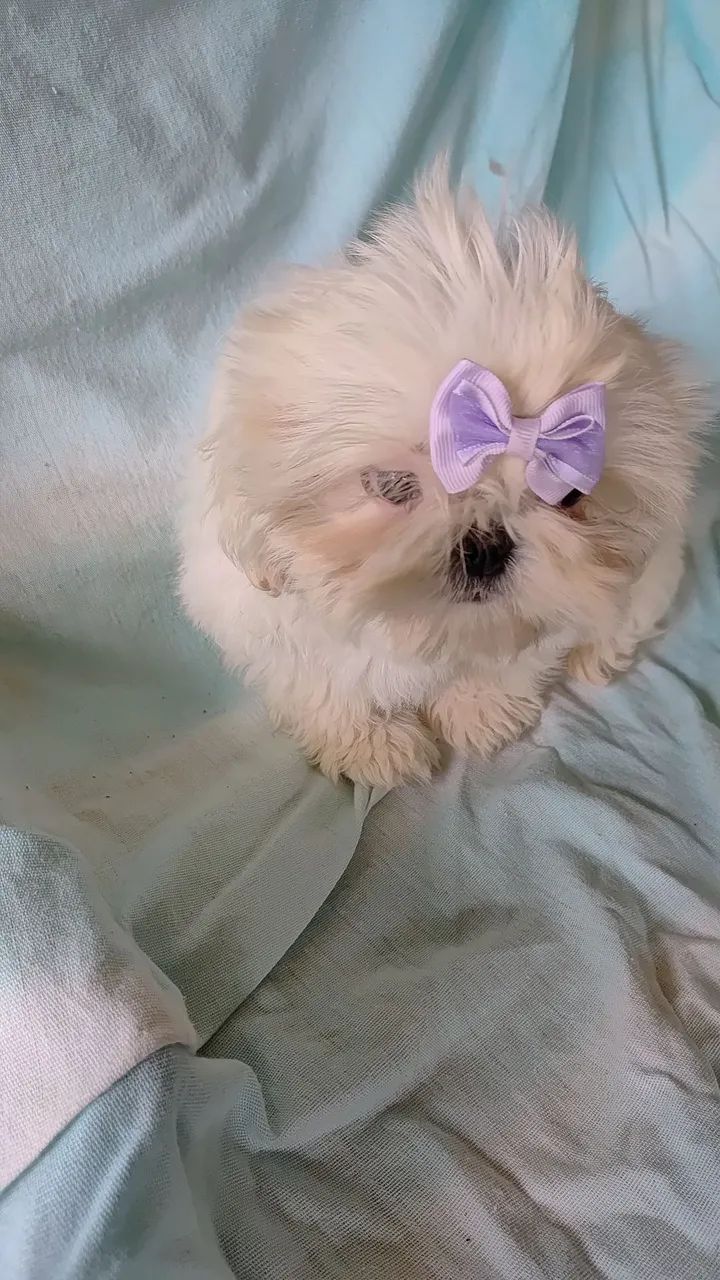 Shih tzu  - Foto 4