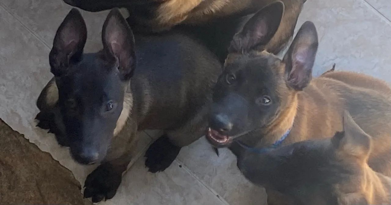Pastor belga malinois - Foto 2