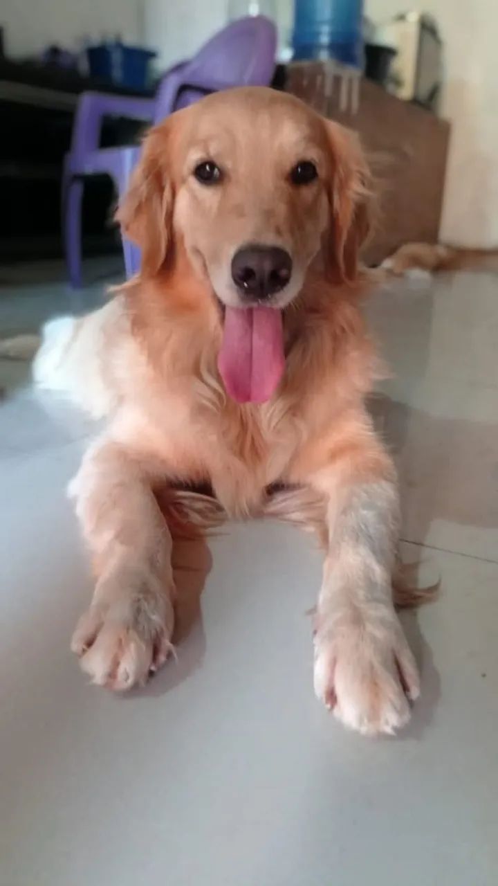 Golden Retrivier  - Foto 5