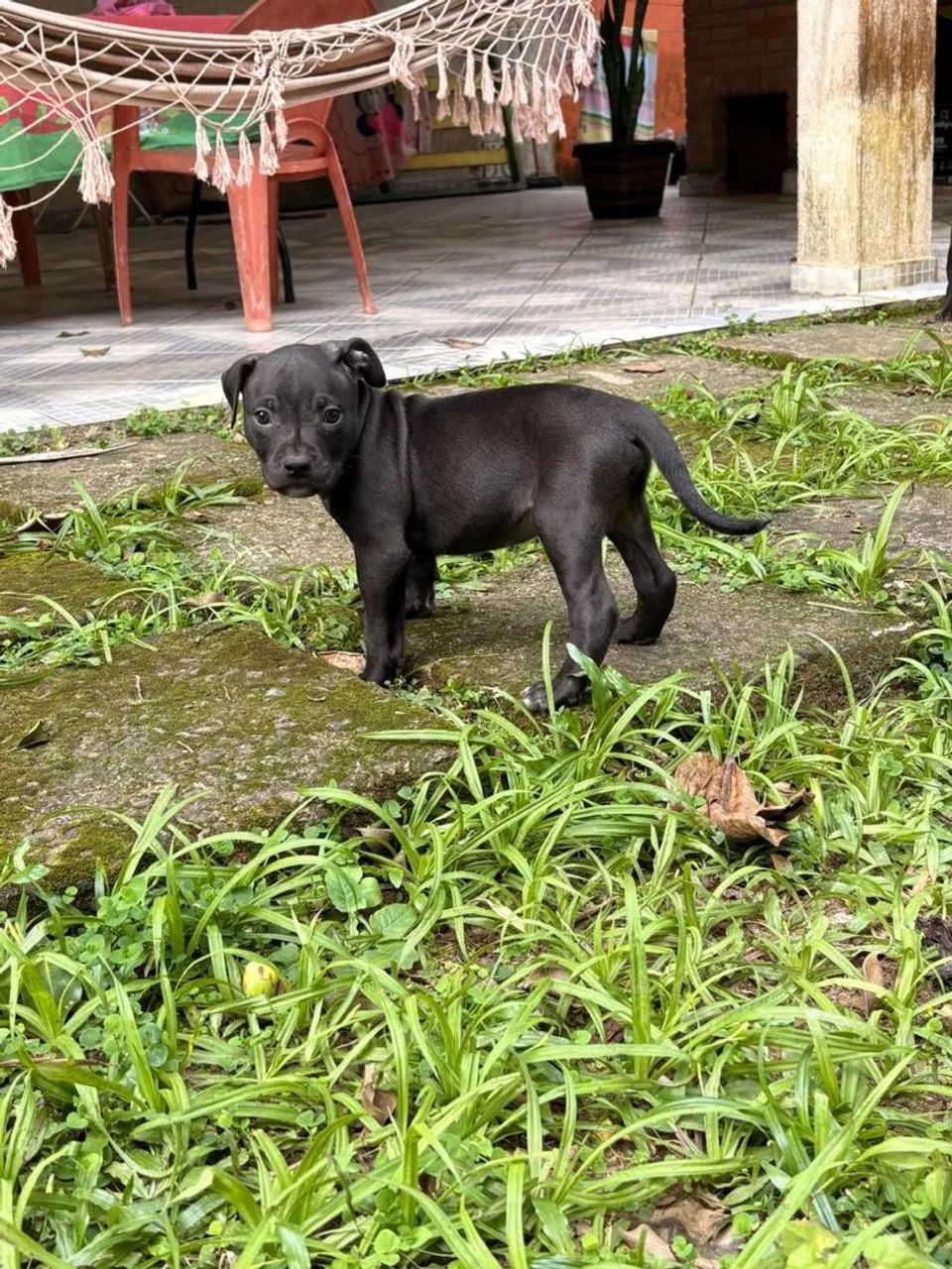 Filhotes Pit Bull  - Foto 5