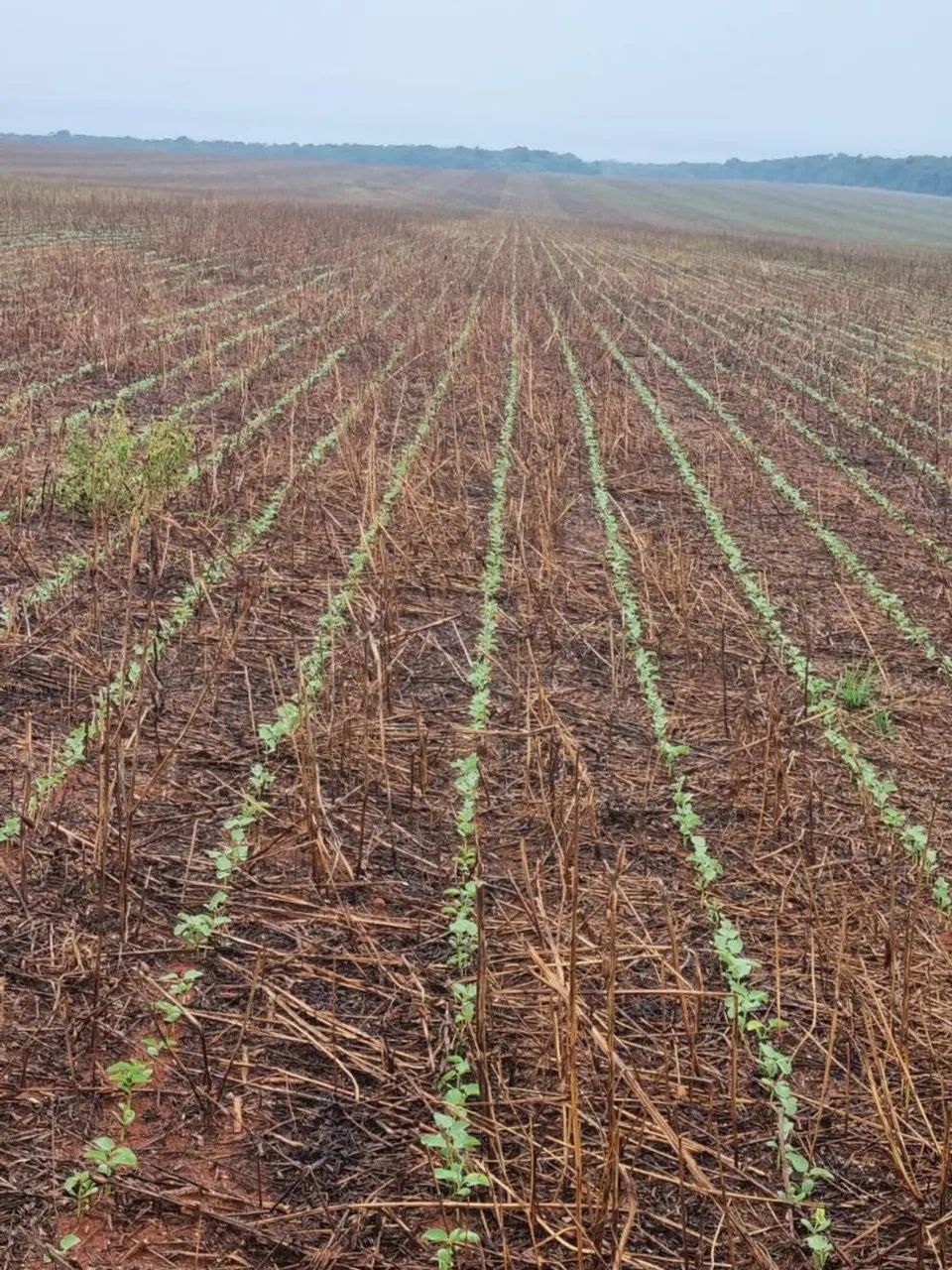 Fazenda de arrendamento 1.000 hec em nova Maringá MT.  - Foto 5