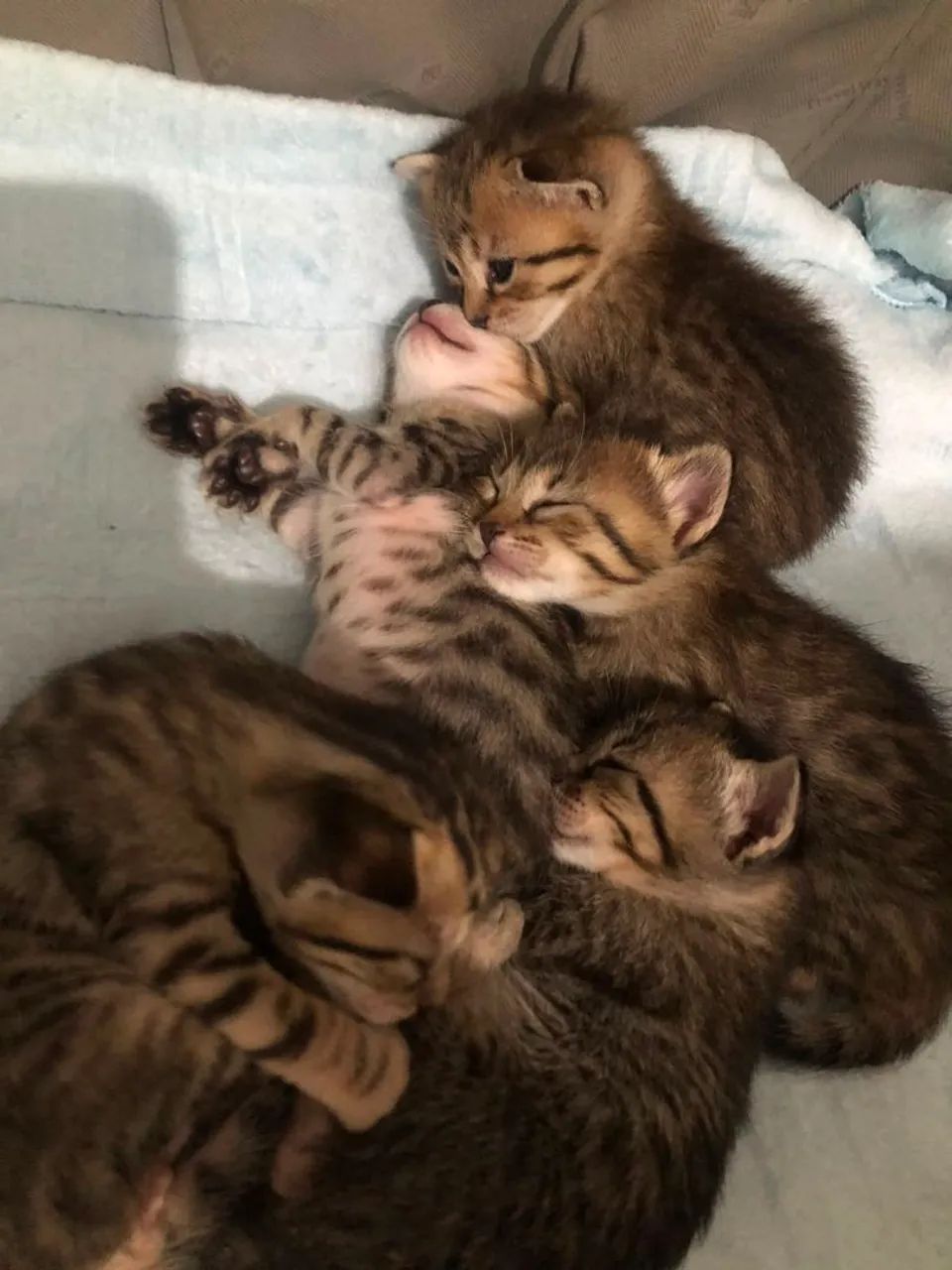 Gatinhos para doação - Foto 2
