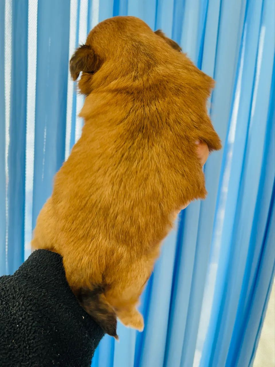 Fêmea de Shihtzu  - Foto 3