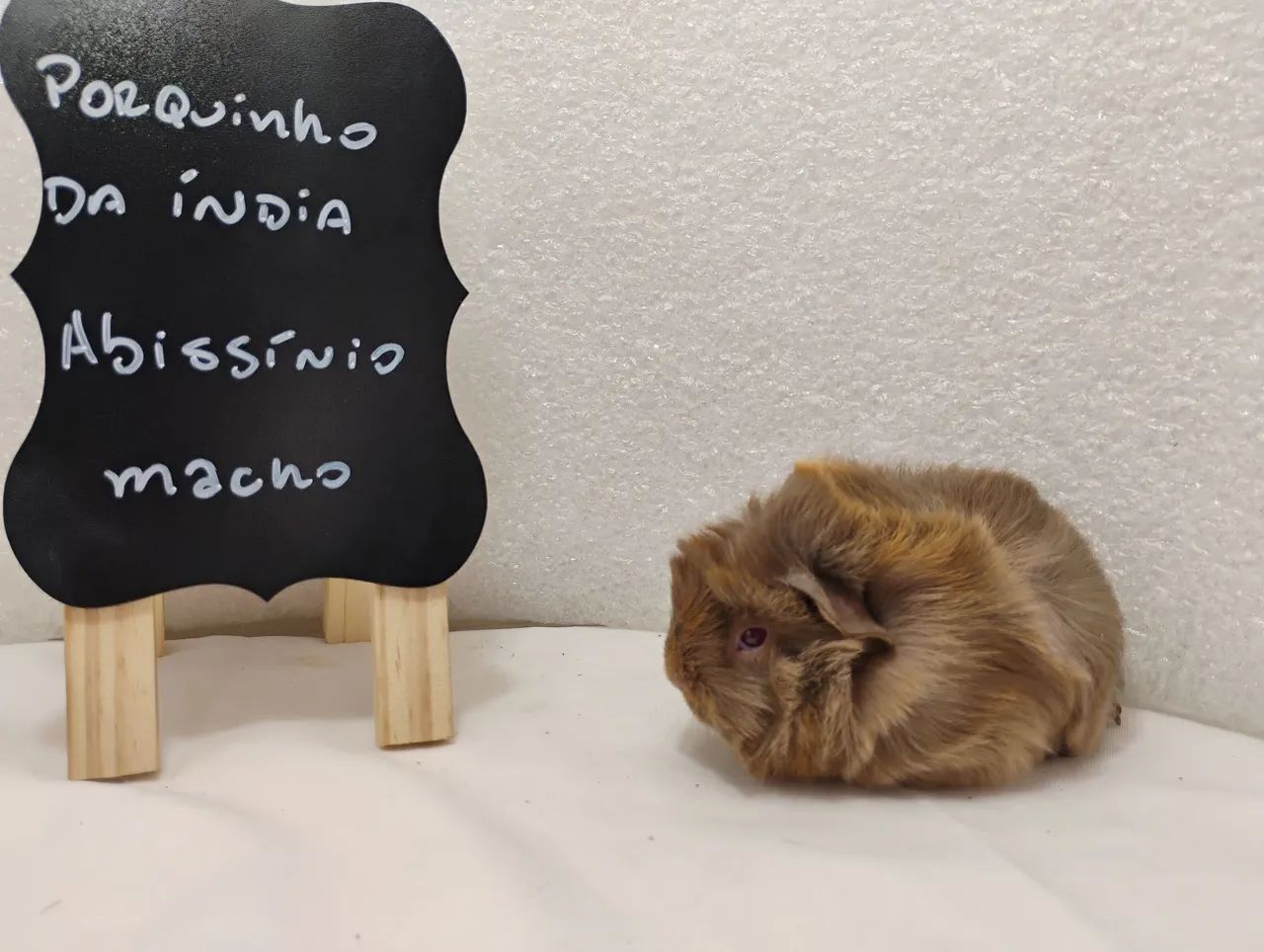 Porquinho da Índia Filhotes  - Foto 4