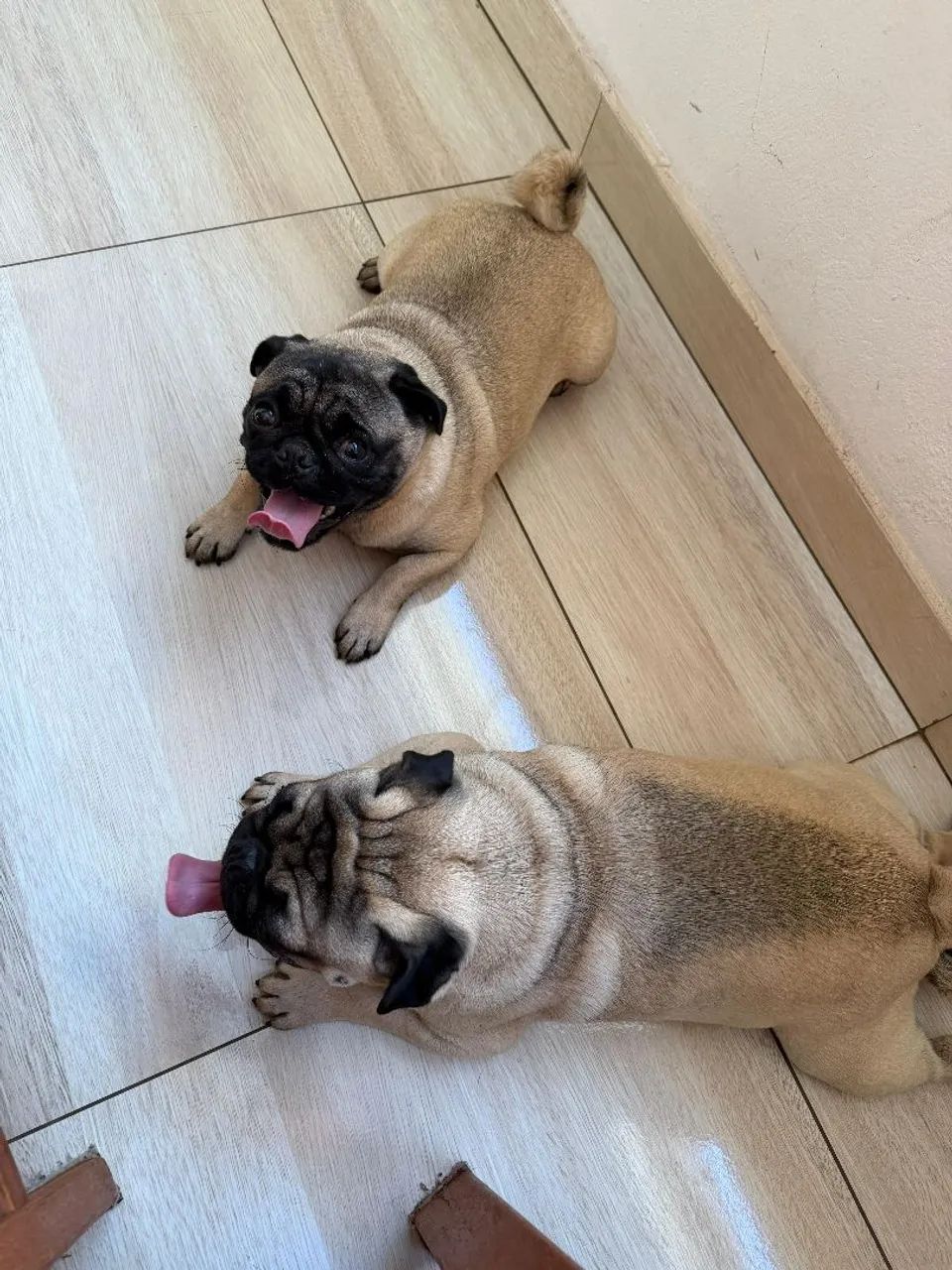 Filhotes Pug - Foto 4