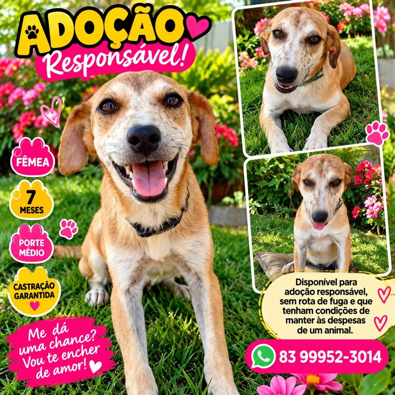 ADOÇÃO 