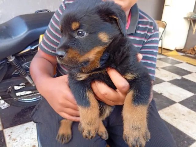Filhote Rottweiler 45 dias  - Foto 2