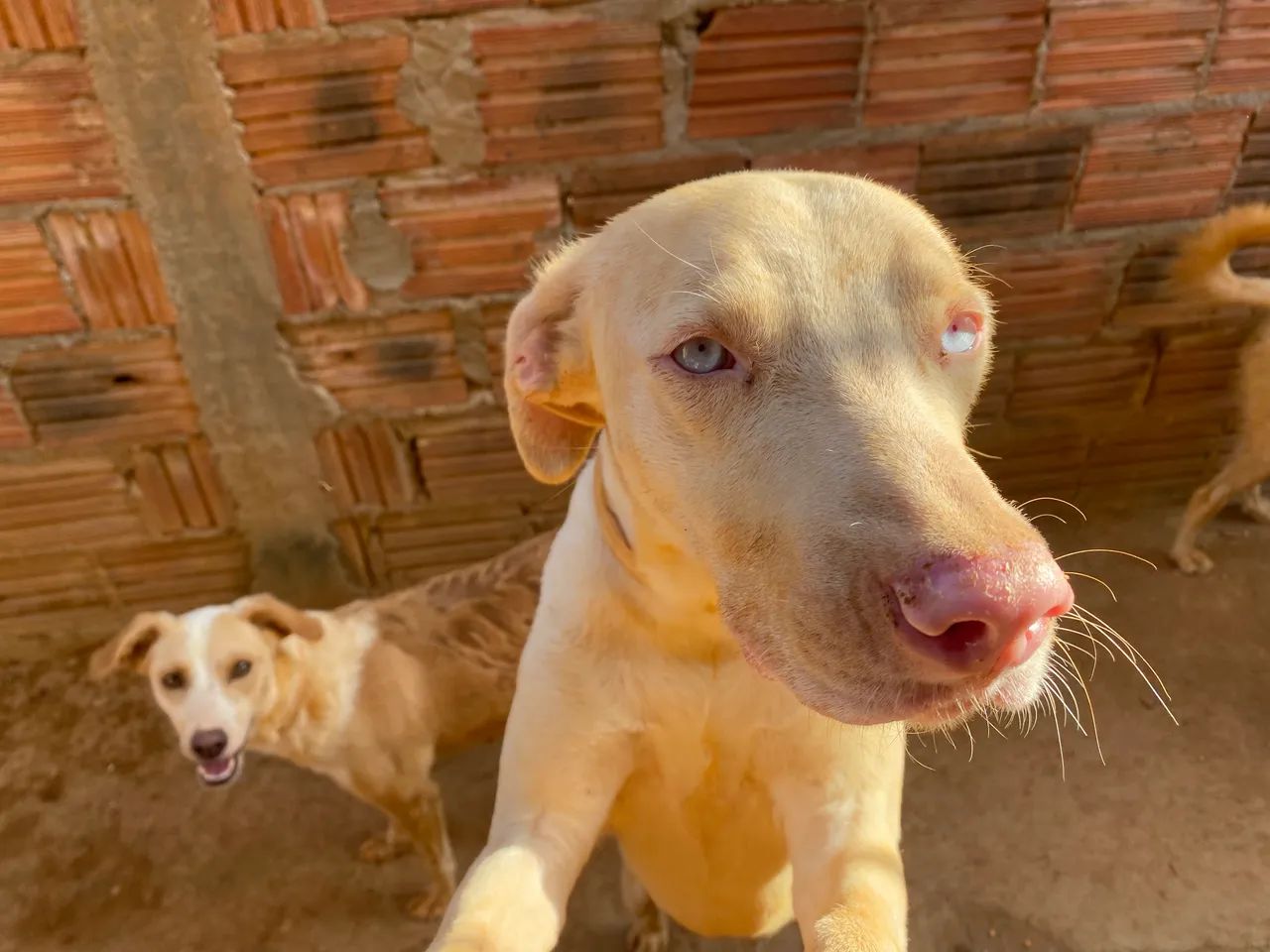 Doação de pets responsável 
