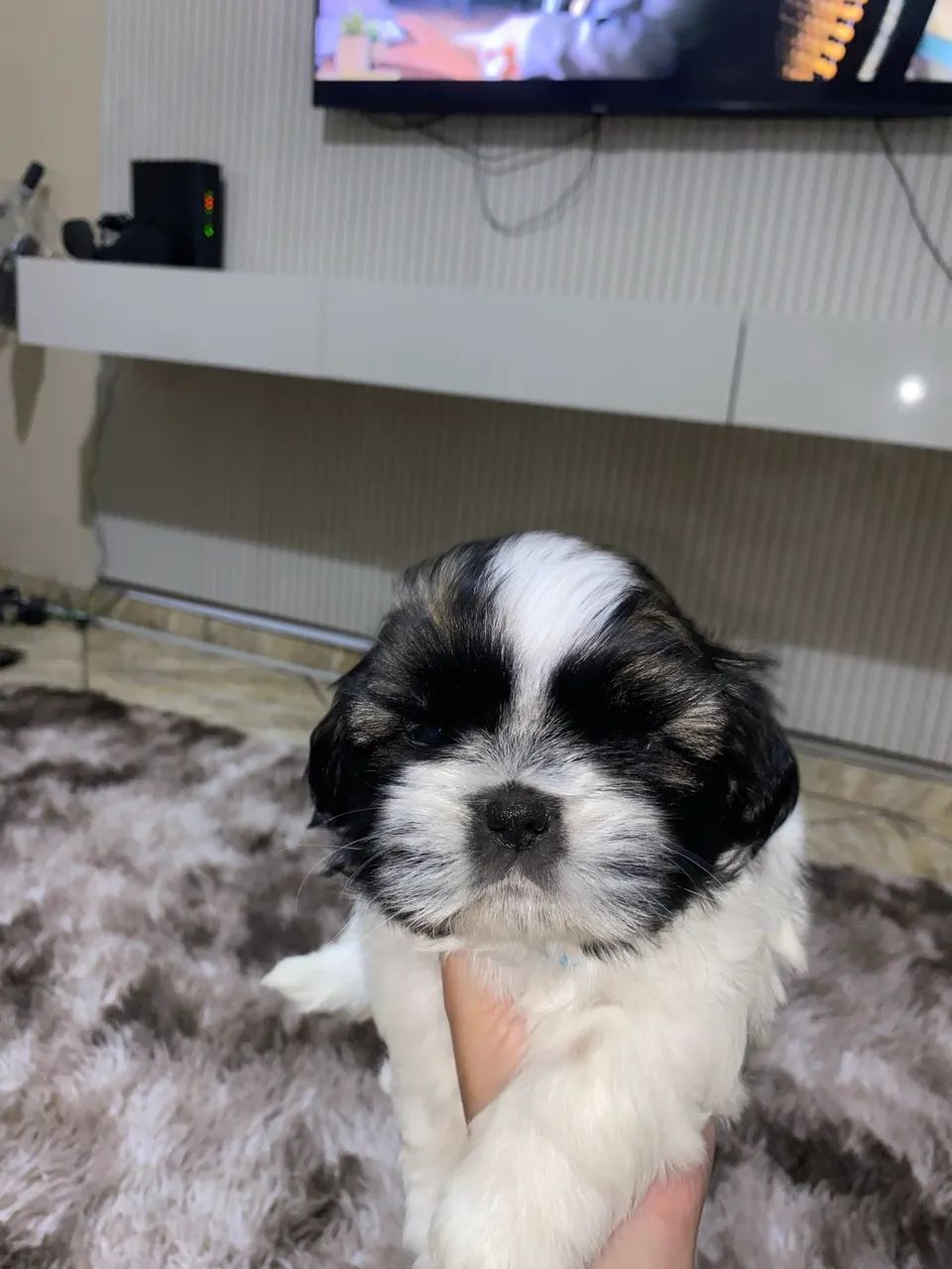Shih Tzu - Foto 3