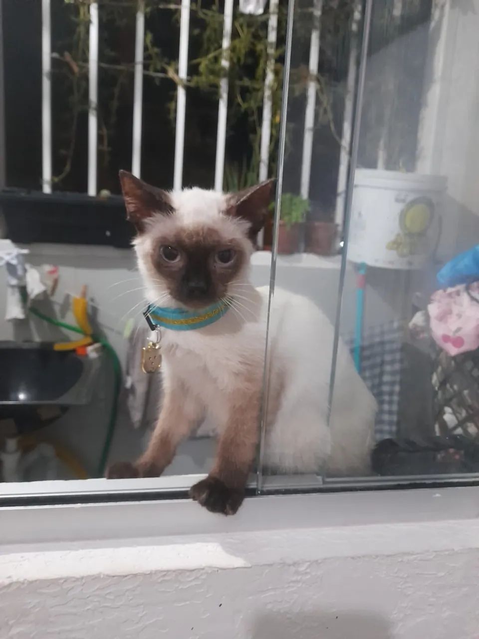 Gato para doação 
