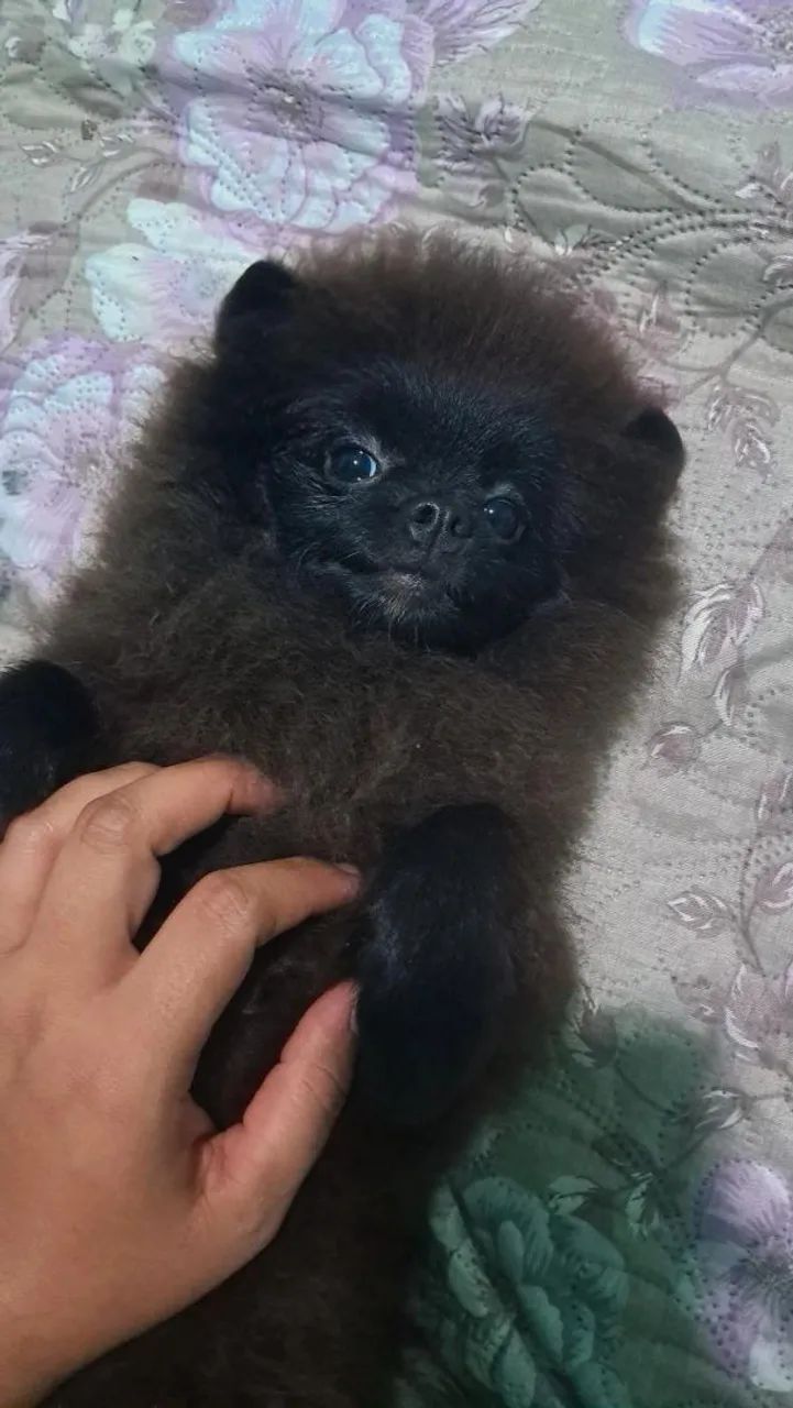 Spitz alemão