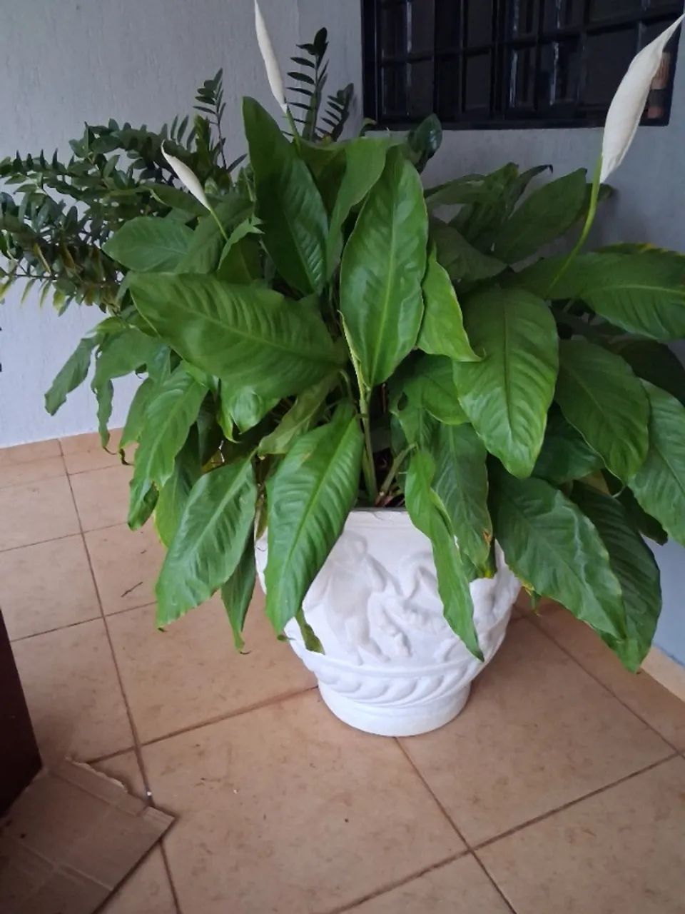 Vasos com plantas - Foto 2